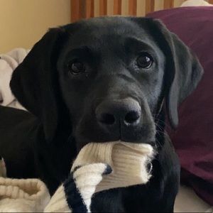 Meet your Posher, Noelle